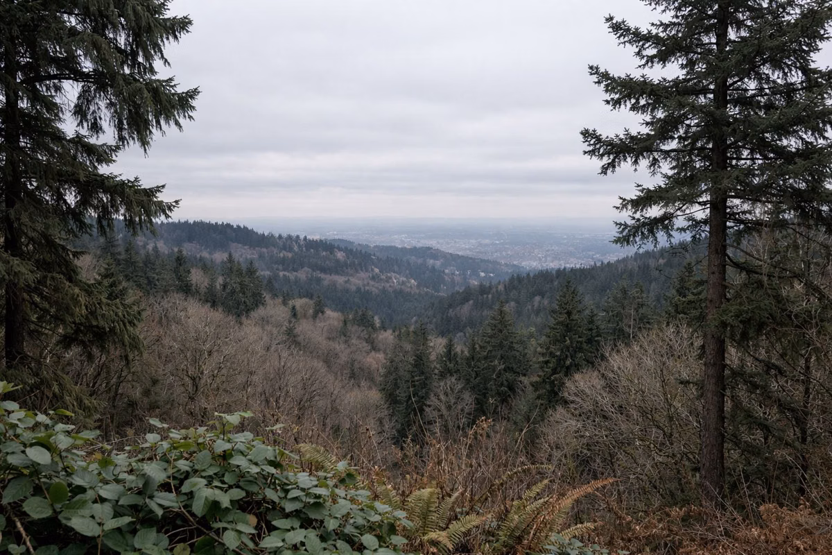 A long view over forested hills under a grey sky, evergreen trees in the foreground