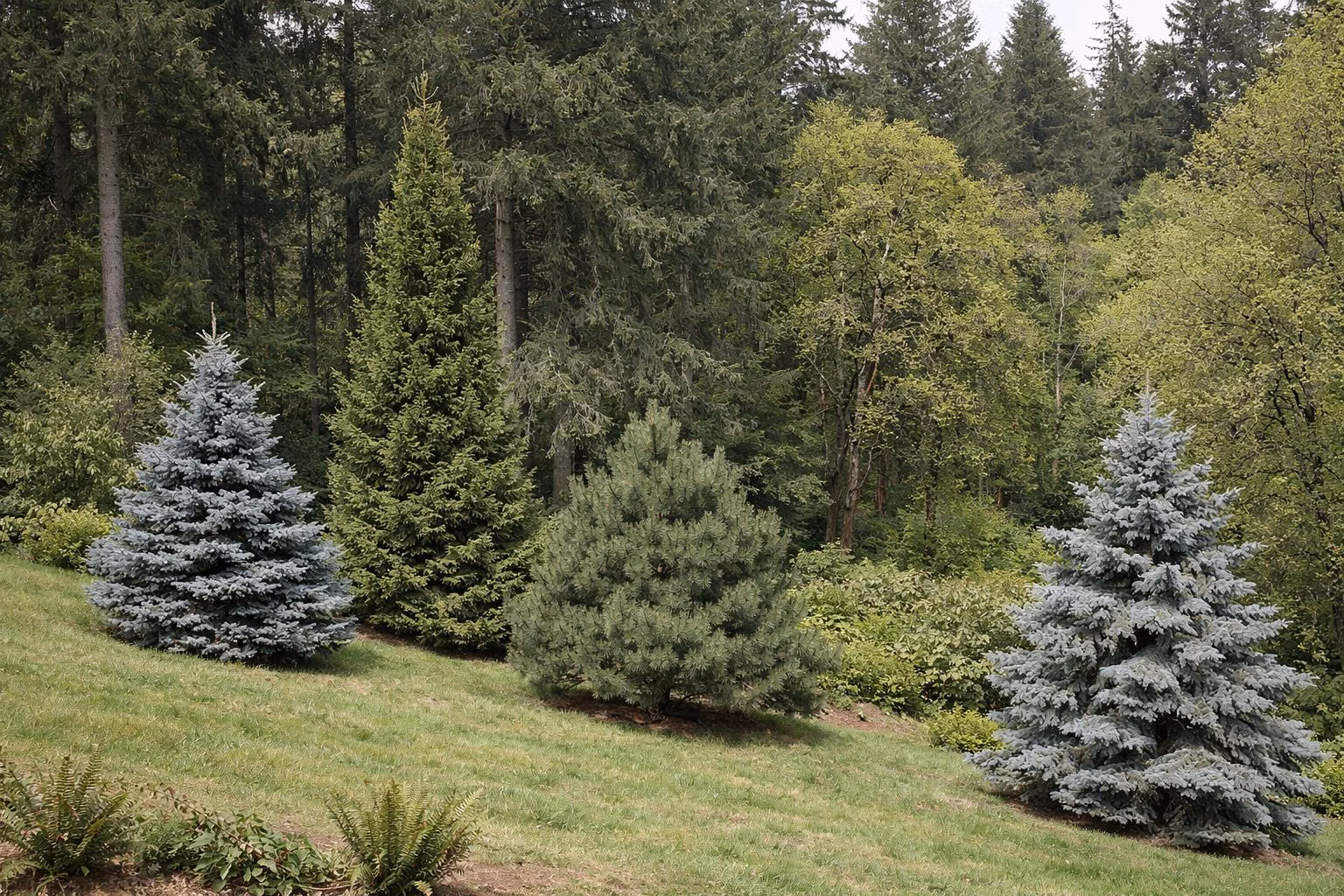 A collection of different conifers in an arboretum: spruce, pine and fir trees of varied shapes and blue-green colors on a grassy slope