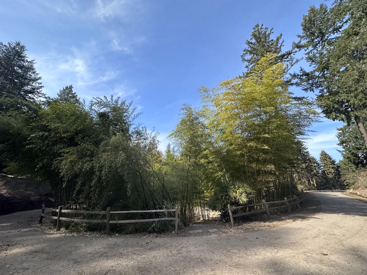 A stand of tall bamboo behind a split-rail fence beside a gravel path in Washington Park, Portland