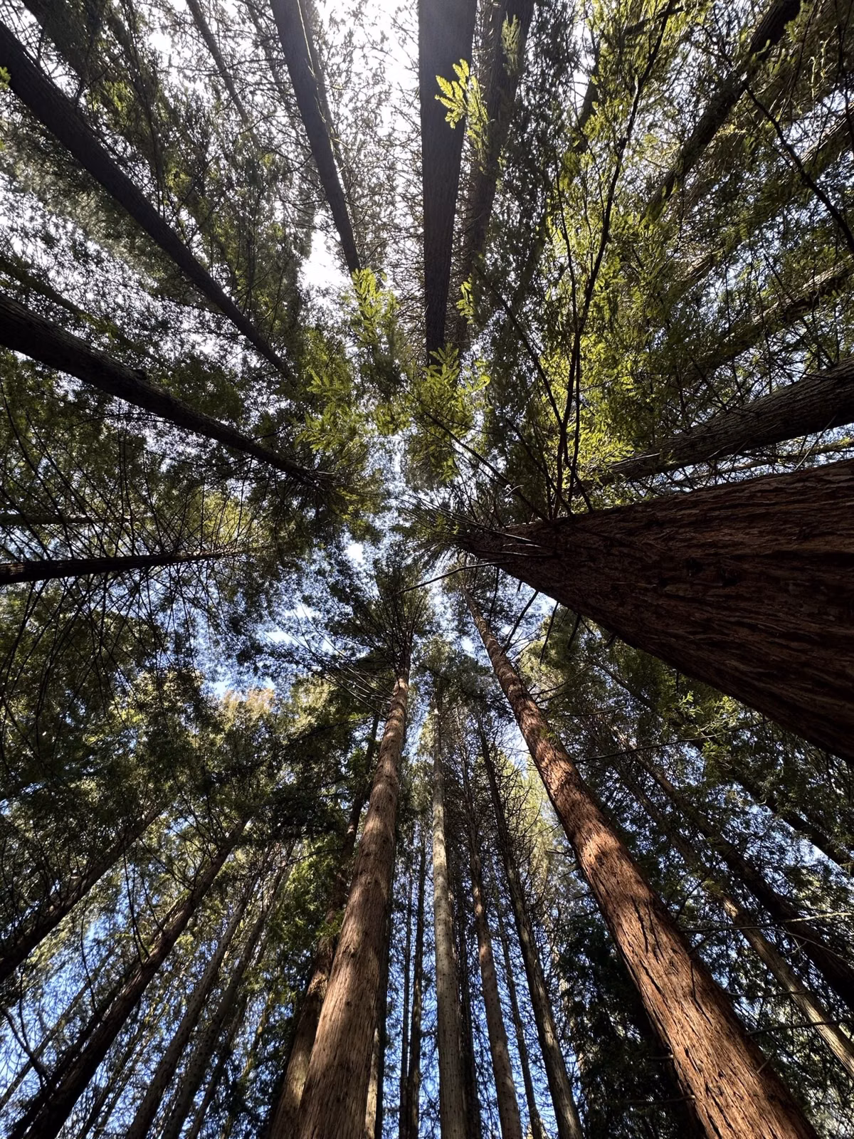 Looking straight up redwood trunks to the canopy in Washington Park, Portland