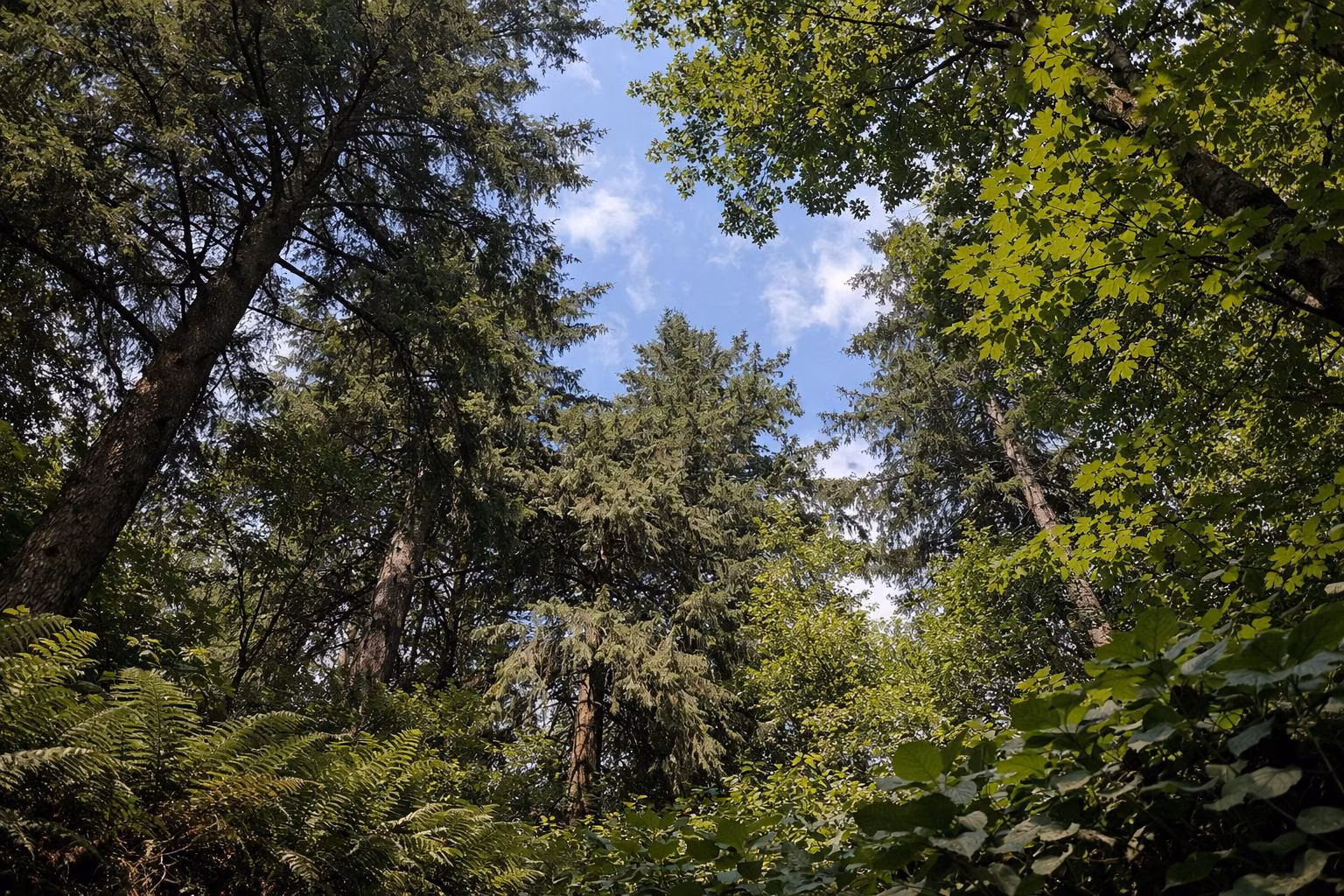 A canopy of mixed conifers and broadleaf trees seen from below with blue sky gaps