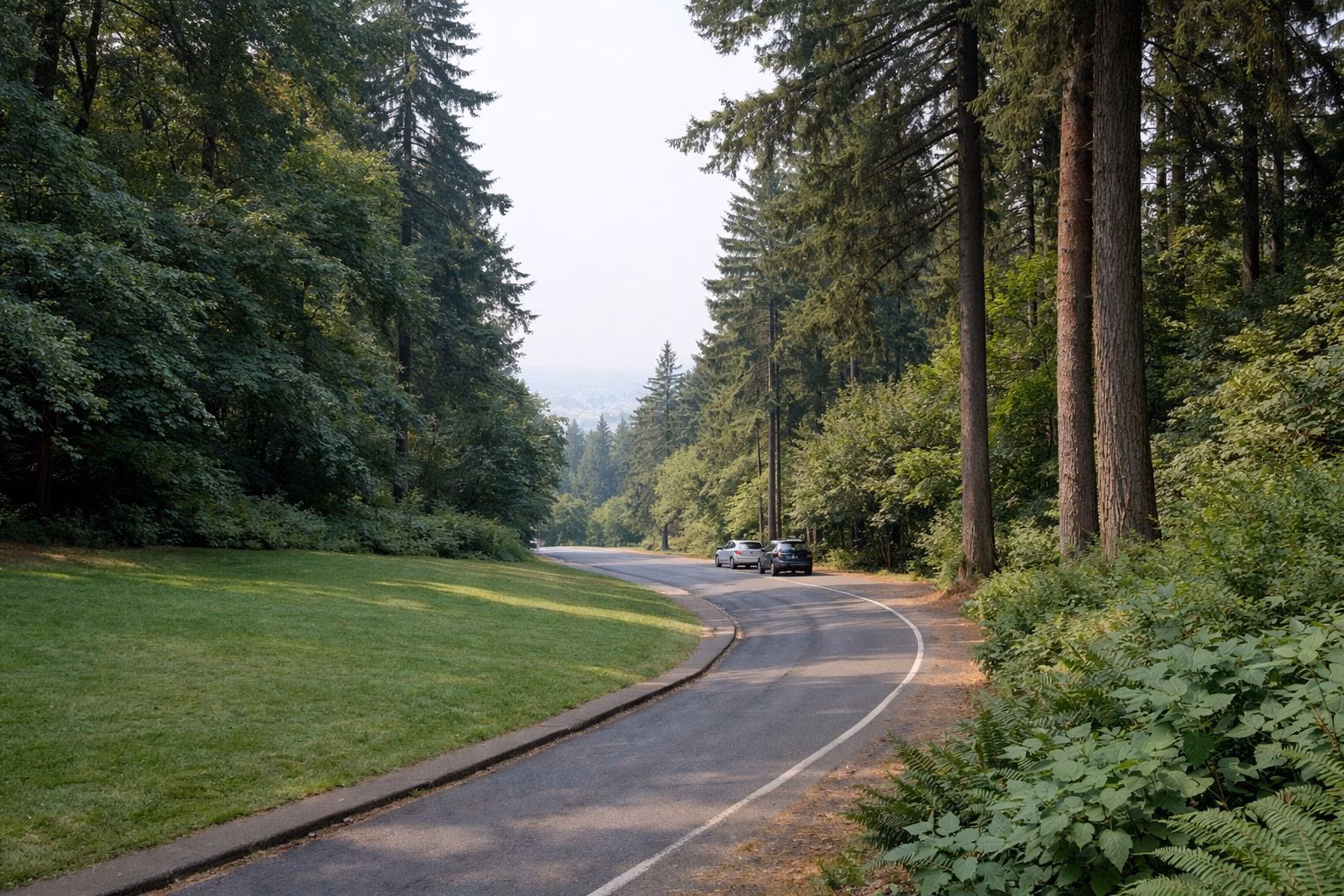 A large city park on wooded hills: a lawn, a curving road and tall conifers