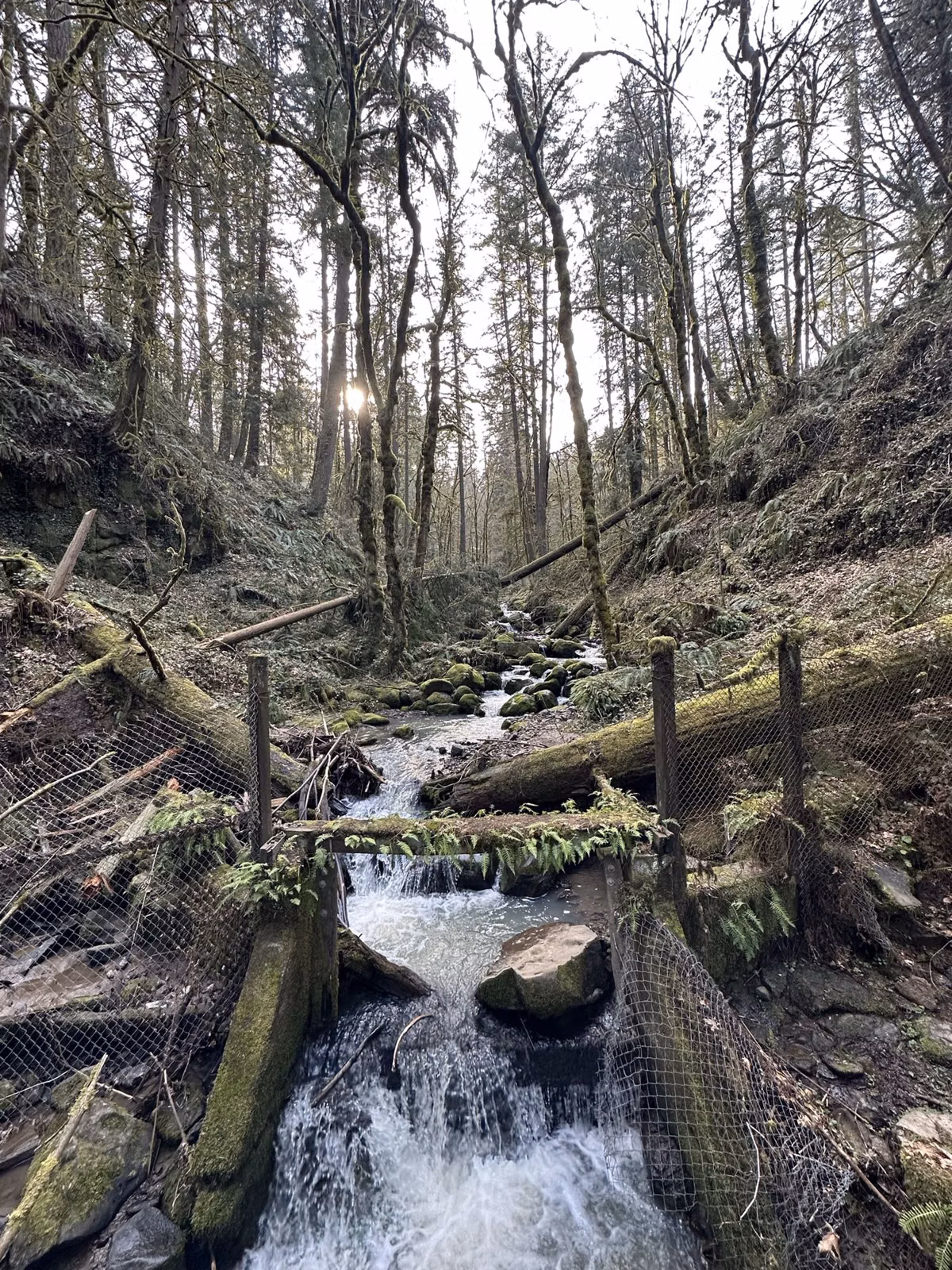 Balch Creek tumbling through a steep forested canyon below the Wildwood Trail in Forest Park, Portland